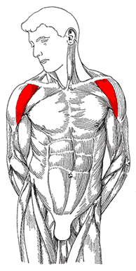 Передняя дельтовидная мышца
