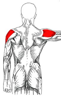 Боковая дельтовидная мышца