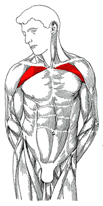 Большие грудные мышцы (верхняя ключичная головка)