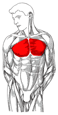 Большие грудные мышцы (грудинная головка)