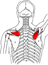 Верхняя ротаторная манжета плеча 