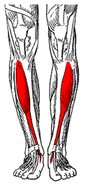 Передняя большеберцовая мышца 